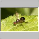 Themira putris - Schwingfliege 01.jpg